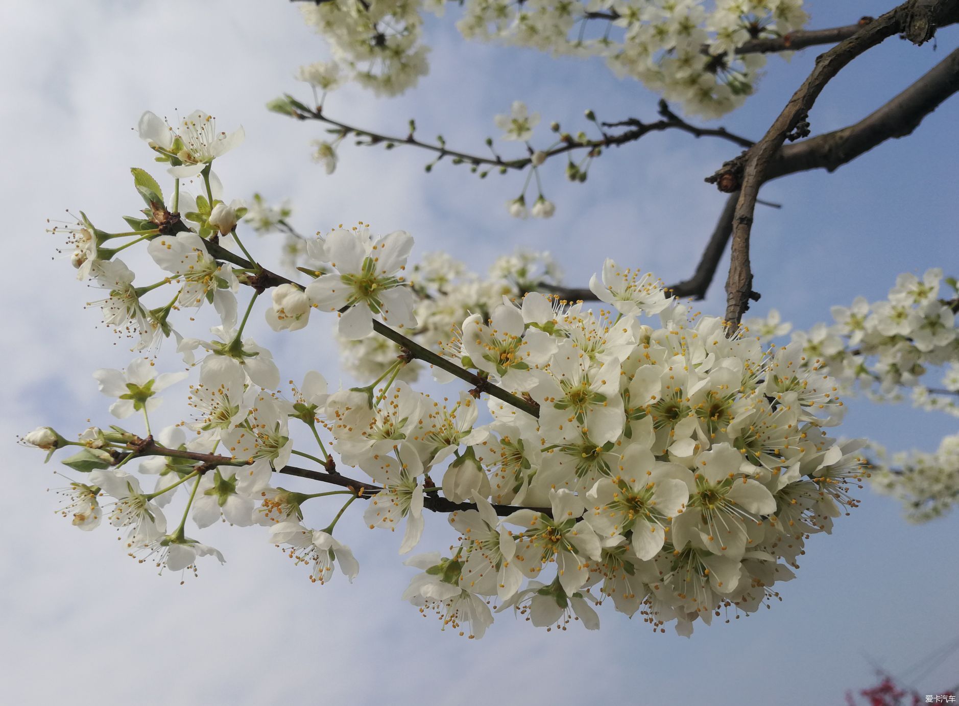 不负春光，乡村赏花