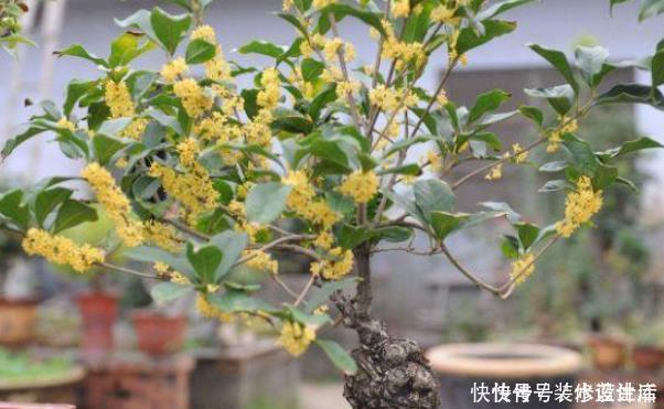 有钱人家中养花特讲究,就只养此4种花,难怪好运直上不停