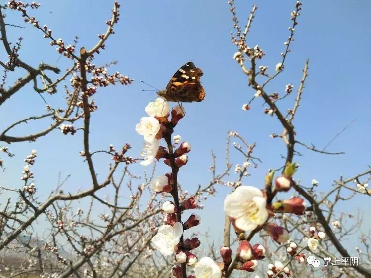 千亩杏花始盛开！来这里赴一场浪漫的春天之约，走起