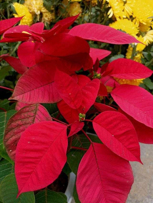 这4种花经常被误认为是“假花”，养护方法很简单，好几个月不凋谢！