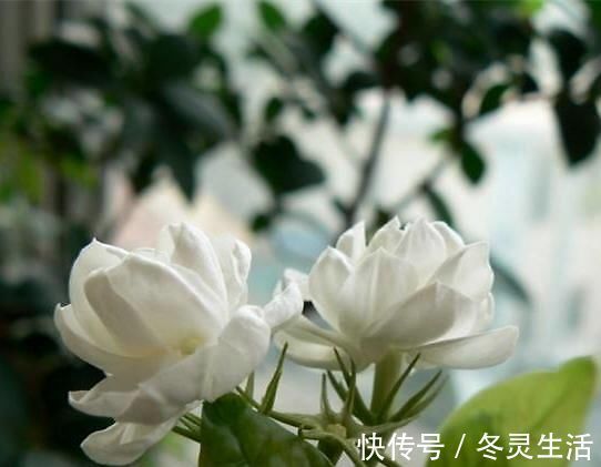 茉莉有“三怕”，老手花友也易踩坑，避开猛窜芽，花开一茬接一茬