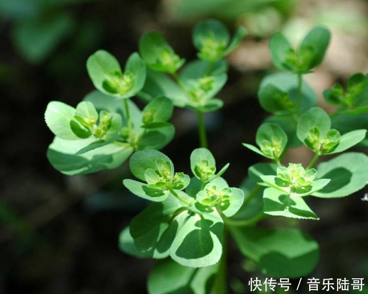 農(nóng)村常見雜草圖鑒(上)