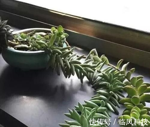 徒长|养多肉植物，做忌3点，难怪一养就徒长，现在改正还不晚