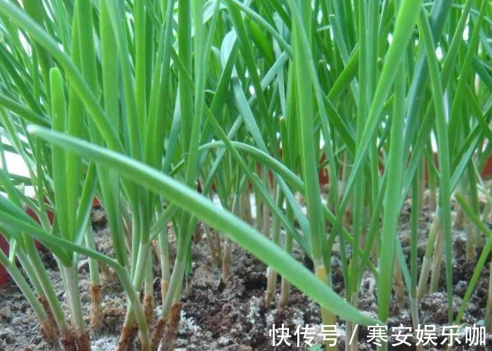 想要韭菜长得壮，割完掌握这些方法后，韭菜一茬比一茬长的壮！