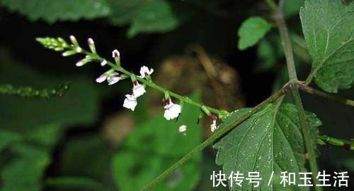 野草|农村这种野草长满刺，农民见了就砍，却不知是珍贵的“接生草”