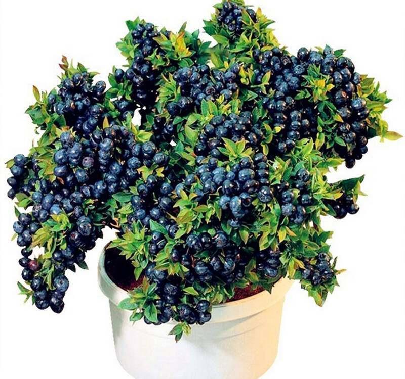 客厅|这些盆栽水果,巴掌大一棵能结上百个,客厅放一盆,馋的直流口水