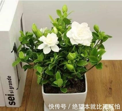 聚财|家里养花不要“瞎眼”，5种花聚财又旺人，2种花是大忌