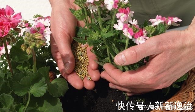 复合肥|养花必备“3种肥”,啥花都能用,每月花盆撒一点,嗖嗖爆盆!