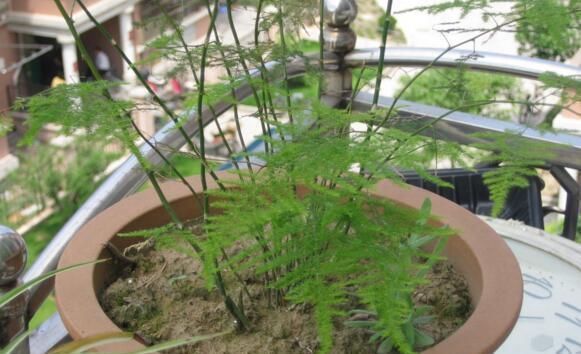 疯长|文竹1勺“汤”,兰花2颗“药”,30天后枝叶疯长,大白根长满盆