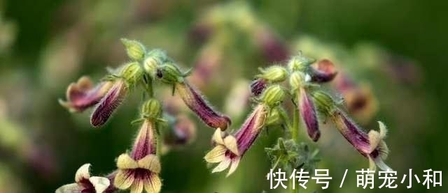 鲁西南|小时候经常见的17种植物,很熟悉却叫不上名字,现在终于知道了