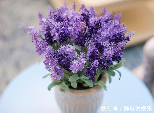 4种“瘦身又美容”的花，好养又漂亮，在家养1盆，赏花又变美，值