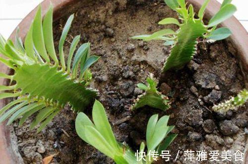 养护|青龙骨霸气寓意好,摆对了位置能镇宅,喜欢的朋友赶紧养