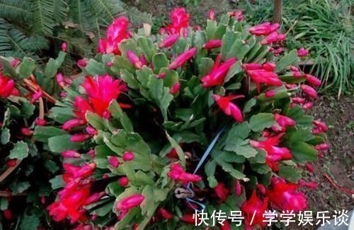 鸡蛋壳|想让蟹爪兰长得好,就用上2种料,保准一年能够开花200多天