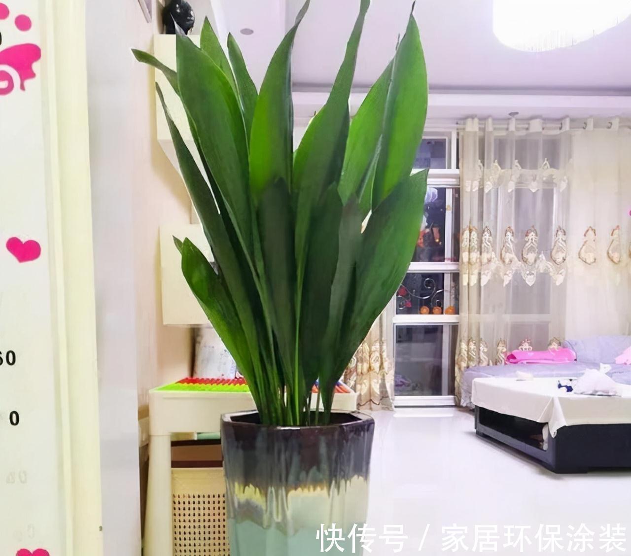 农历九月十八霜降后，养什么花？家里养3种花，长长久久富贵吉祥