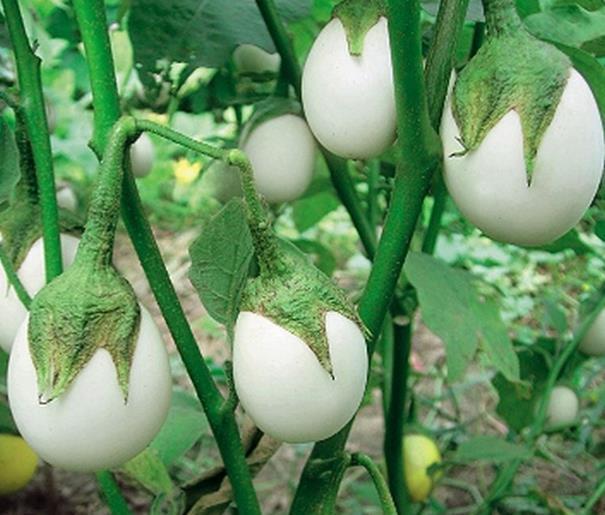 奶奶在阳台种“鸡蛋”,6个月采摘,1次收获“5斤”,够全家吃