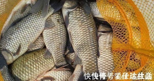 冬钓阳|冬季钓鱼，何时钓深何时钓浅？鱼窝这样找，深浅都上鱼！