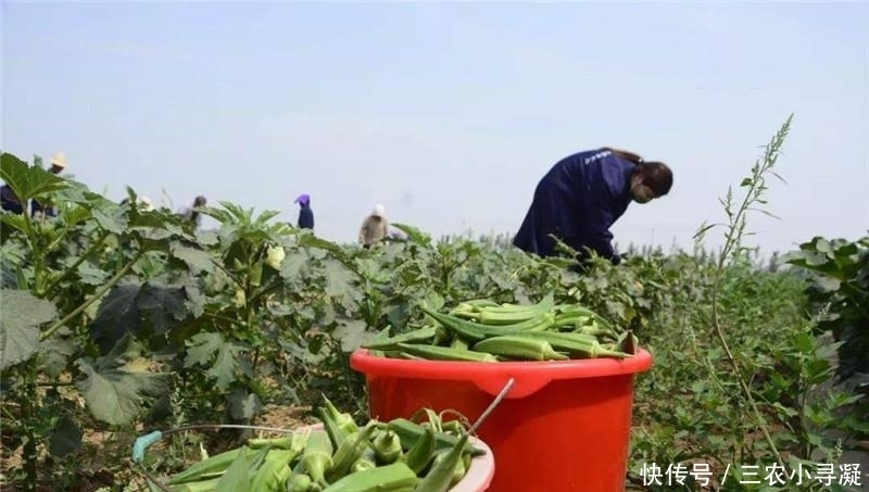  引入|引入国内百年才成网红，被称作“蔬菜王”，如今跌落神坛，农民不爱种