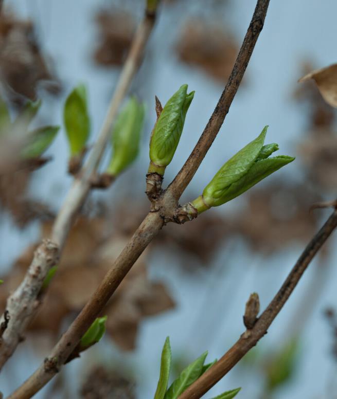 现在养3种花,千万别乱剪,越剪越糟糕
