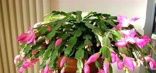 秋冬养蟹爪兰，牢记2个要点，花开满枝头，一茬接一茬！