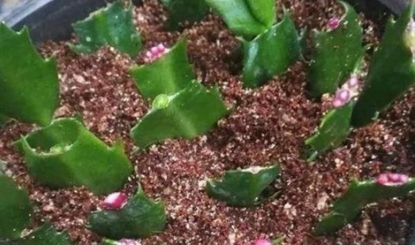 养活|这几种植物插个叶子就能养活,不用出去买,别再傻傻的花钱了