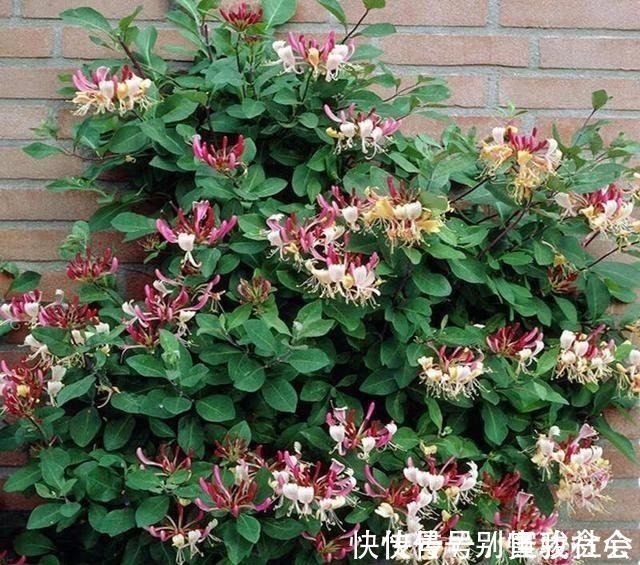 黄白红|“天下第一香”,沾土就活,比桂花还香,阳台上种三棵,满屋飘香!