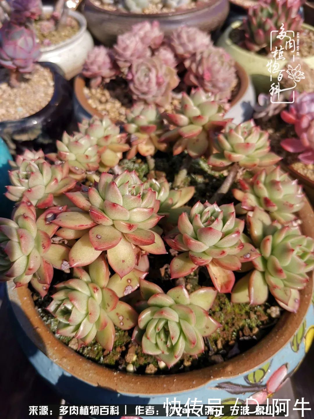 入多肉坑八年,始于初心,一切但求无愧于心