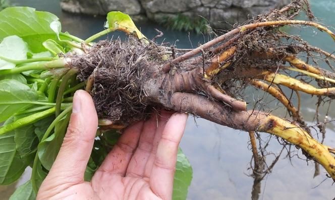 這種野草名字特別的有意思,你們了解這種野草嗎?