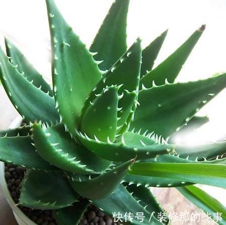 植物|卧室客厅养花?养这些耐阴花卉,色彩斑斓爱爆盆