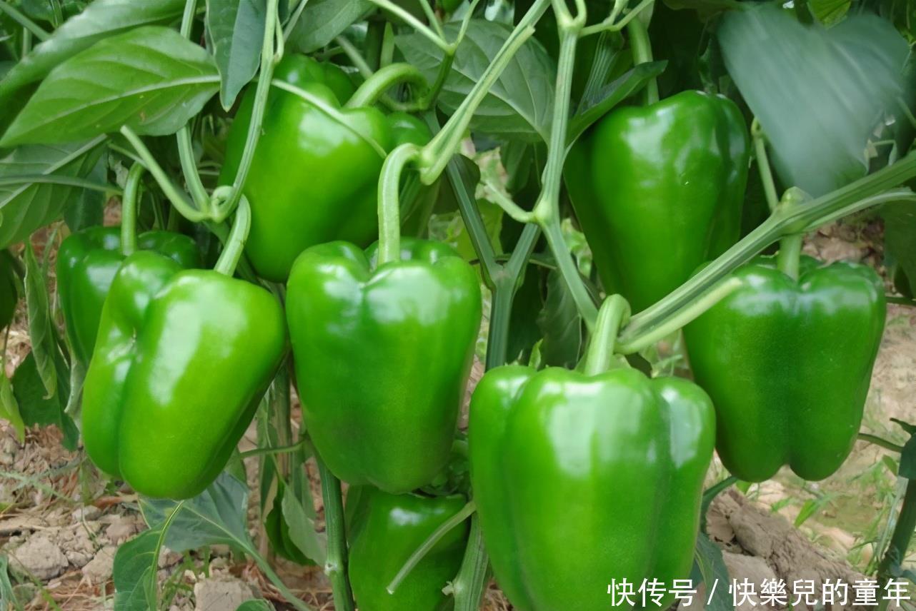 黑莓|会吃的人最长寿,常吃3种食物,可以清热化痰,润肺止咳