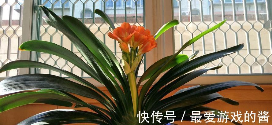 10大吉祥花,好养又高档,家里养一盆,有花有果招财又旺家