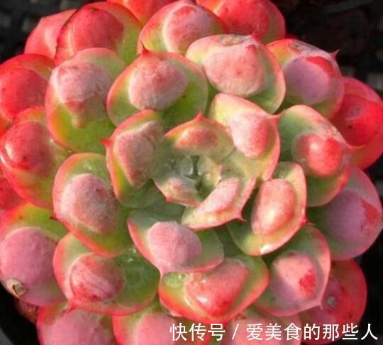 多肉雨滴有多美