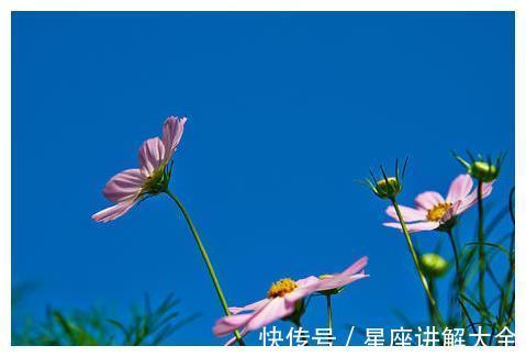 桃花|到了12月中旬，4属相吉星伴身，桃花朵朵，财源滚滚，日子红火