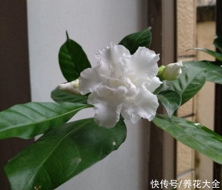 这种花名字虽土，开花却很美，像极了茉莉花