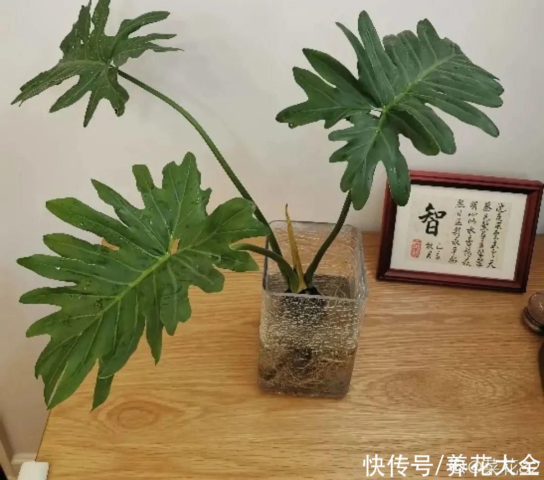 半死不活的花，扔水里，突然长疯了