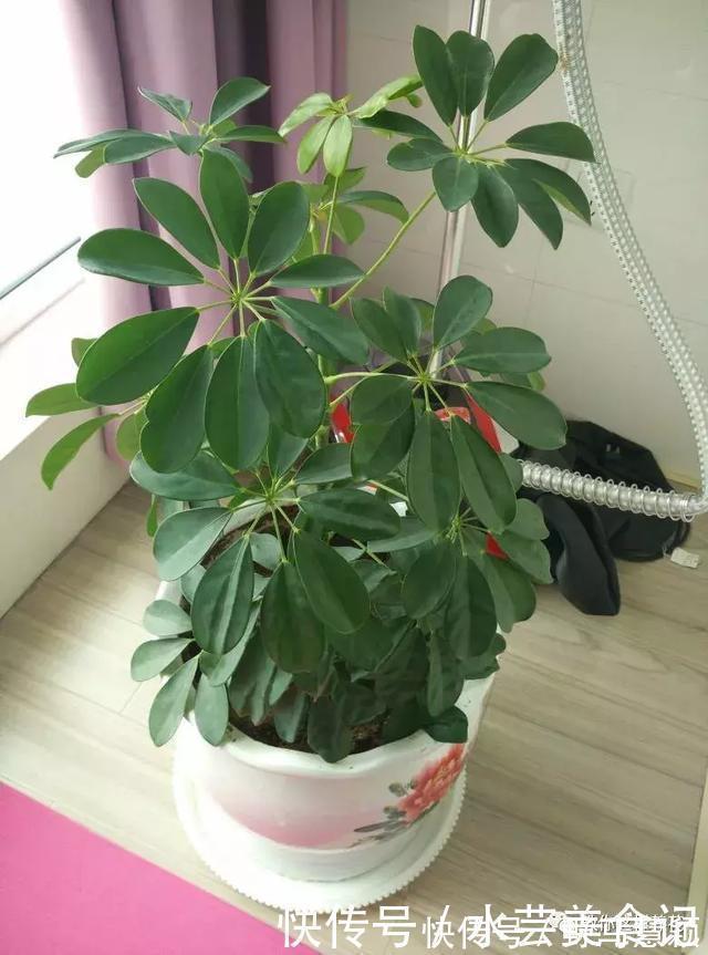 吊兰|这6种花是“天然净化器”,家中养1盆,潜伏的甲醛也会吸干净!