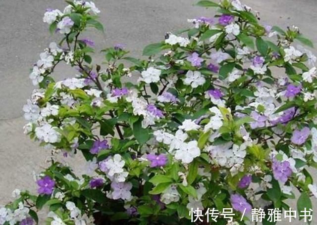 万能养花之宝，盆里放一点，不黄叶、不烂根、不生虫还不用肥