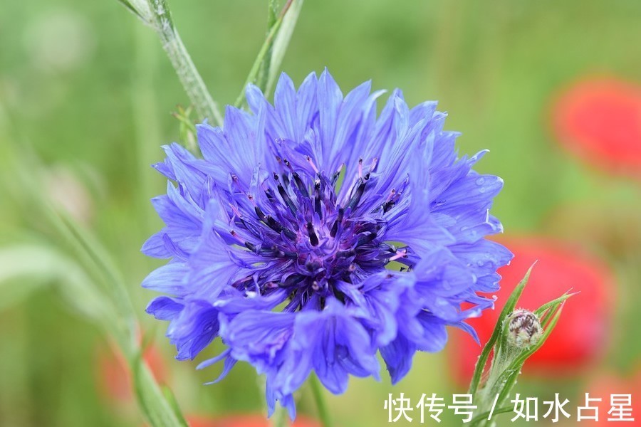 越命|越老越命好，生活丰富多彩，没有烦心事，可以享福的4个星座女