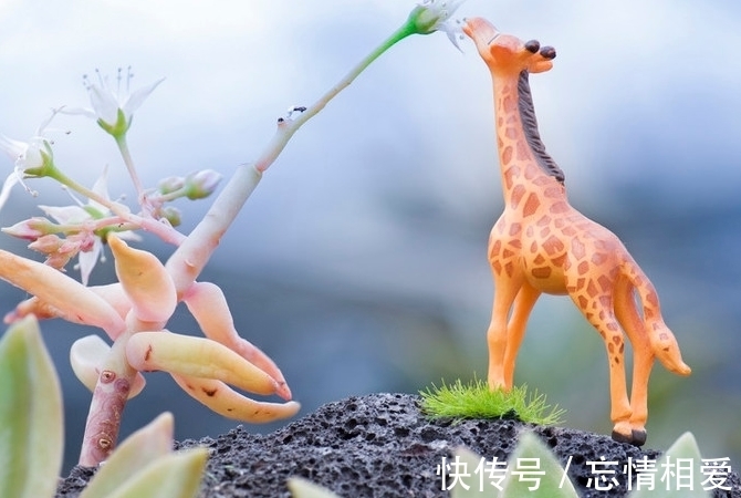 多肉盆栽养护管理