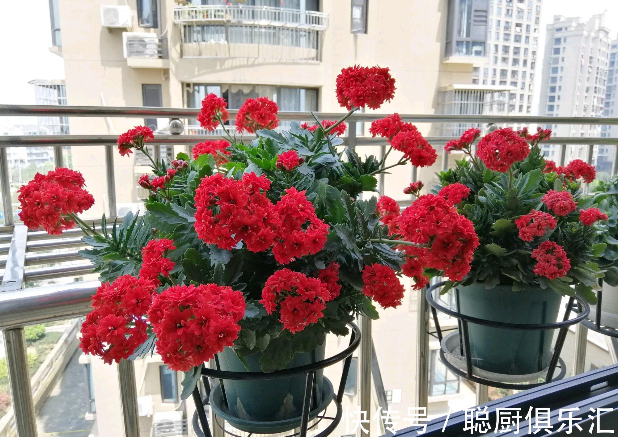 阳台养花，养棵红宝石吧，漂亮又喜庆，三季花开，冬天也灿烂