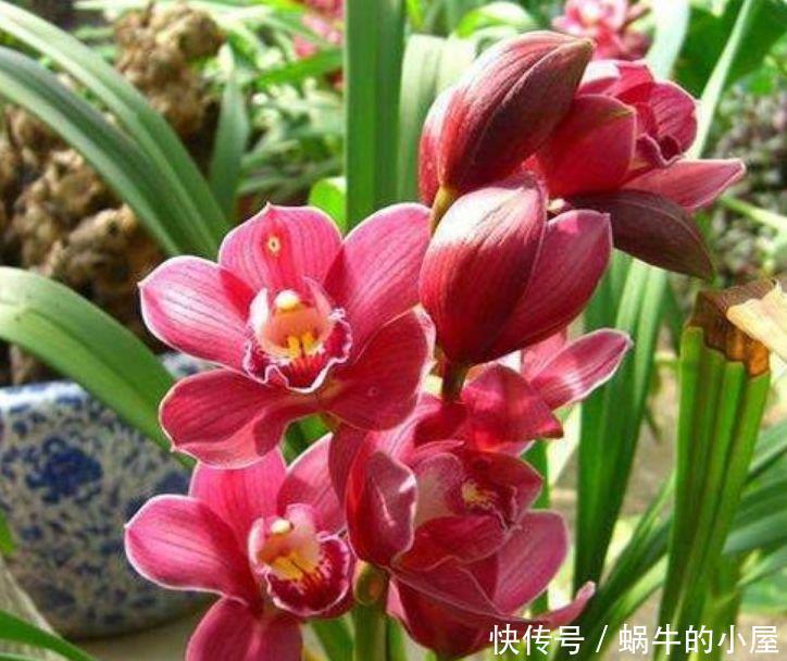 漂亮|最火爆的4种花,一开就是200天,满树都是花朵,漂亮极了