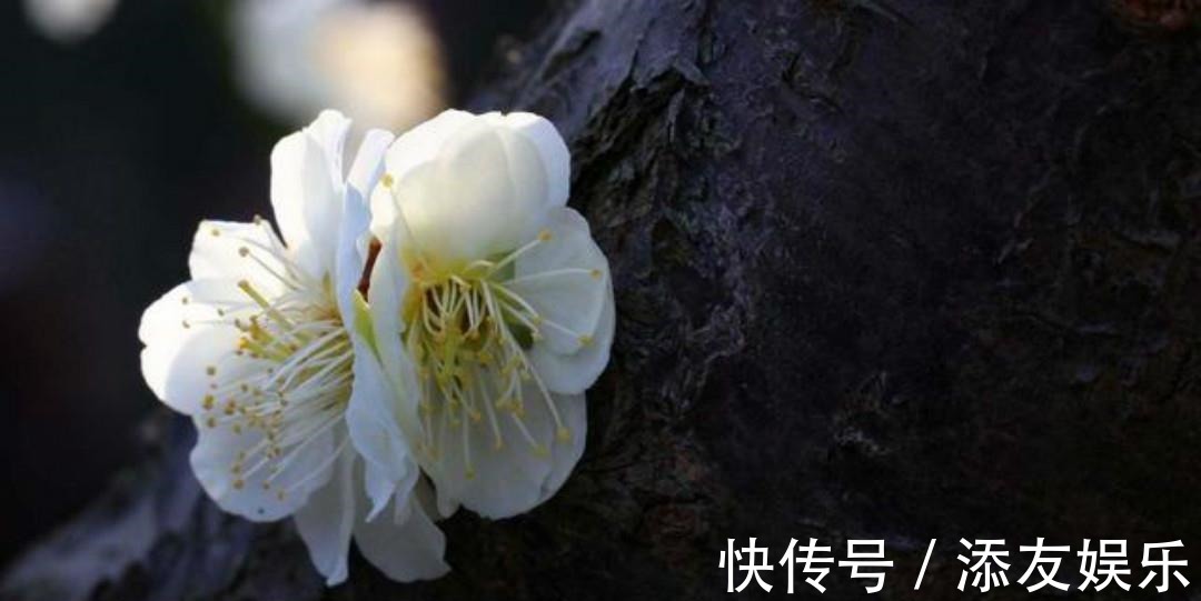 这首诗!清朝诗人林古度这首咏梅诗,开篇就是名句,结尾更是写出了新意!