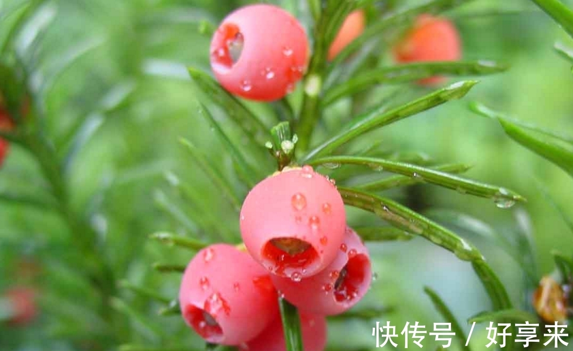 探索曼地亚红豆杉的独特魅力
