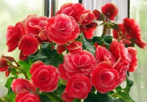 冬天养花:浇水有技巧,掌握4个要点,不黄叶不烂根,啥花都能活