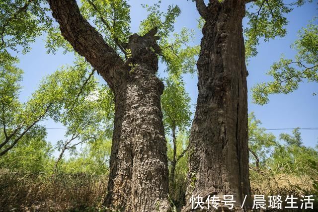 稷山国家板枣公园|走进稷山国家板枣公园 欣赏千年枣林艺术宫殿