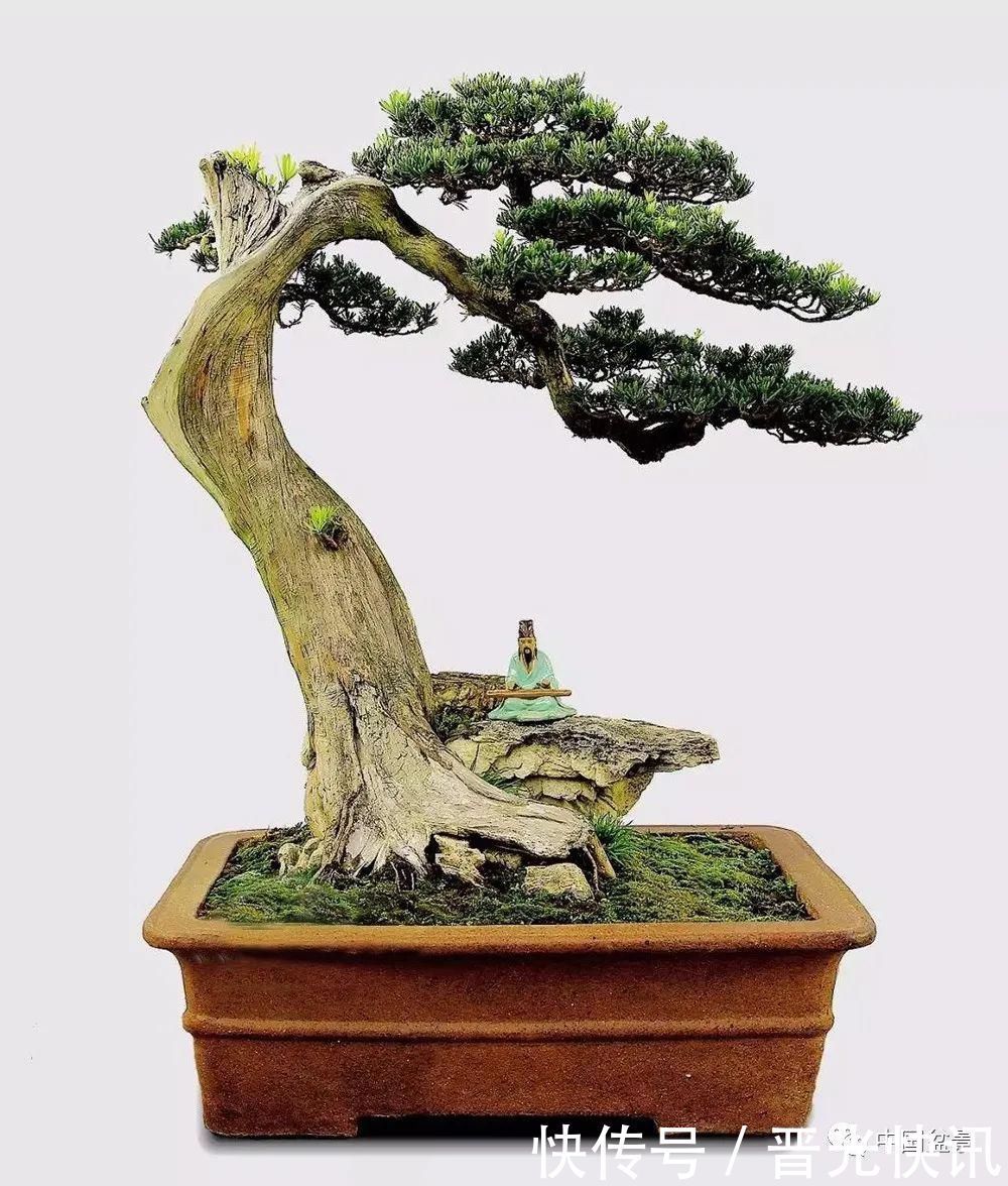 这两种盆景能当传家宝,被爱好者当“心头肉”