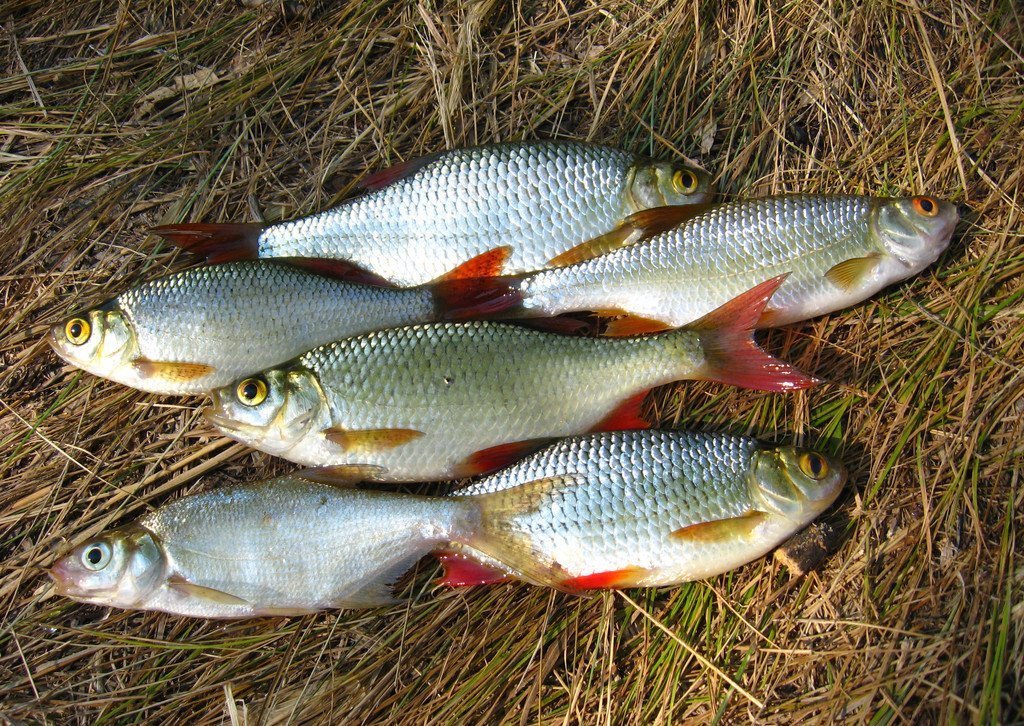 胚胎|几种容易导致胎儿出现缺陷的食物,孕妈需少吃,以免将来后悔