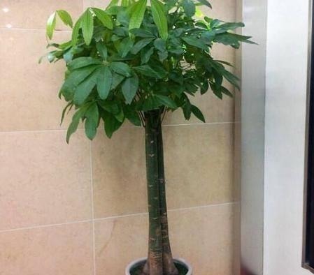 回家悄悄养这几种植物, 没过多久就发财, 有钱人早知道了