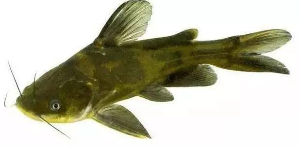 营养丰富的黄辣丁肉质细嫩，怎么做都好吃