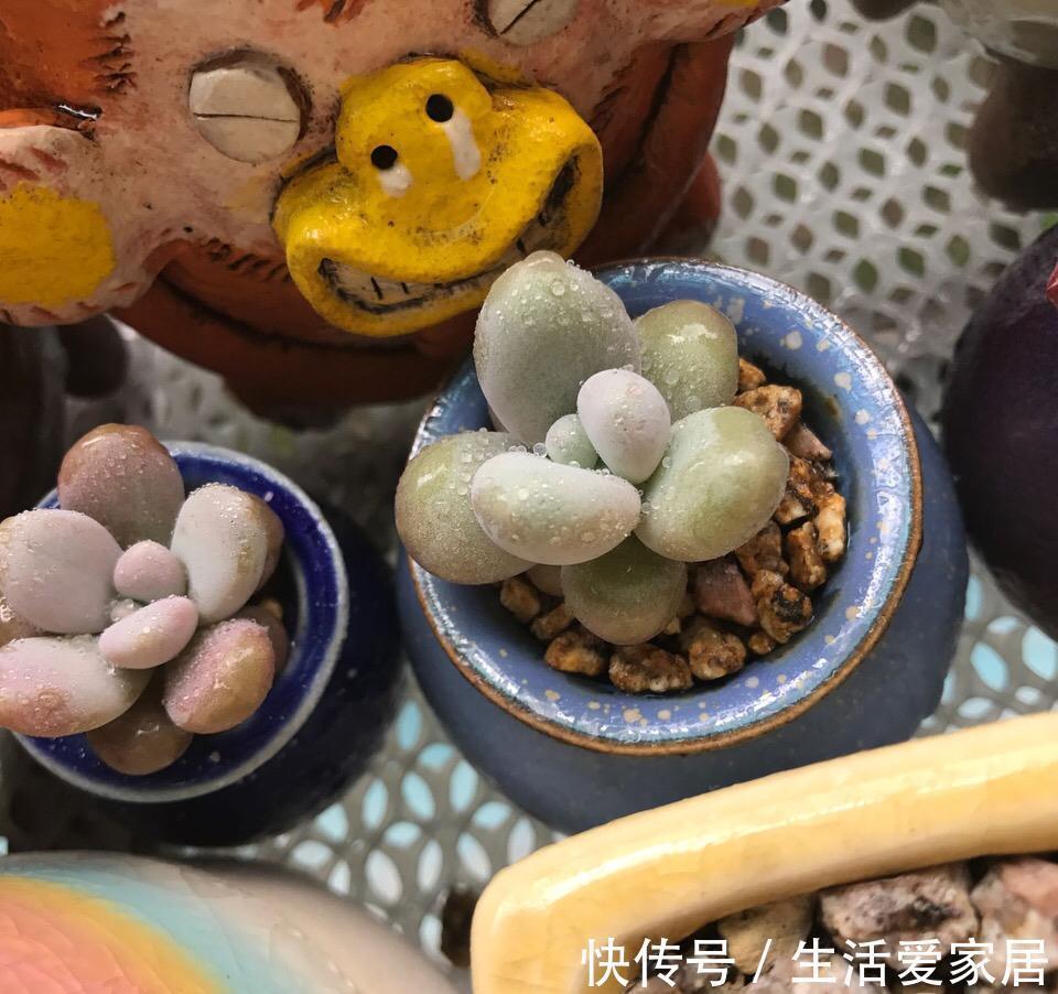 能把拇指多肉养活养好,那你离大神就不远了