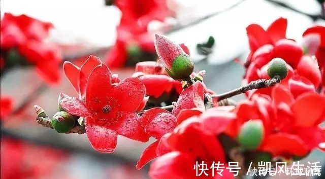 象征文|此花是英雄的花,也是珍惜来之不易的感情,是美好的象征